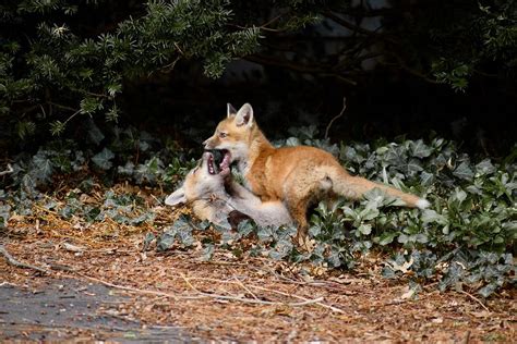 Baby Foxes Playing Photograph by Zoe Chatfield - Fine Art America