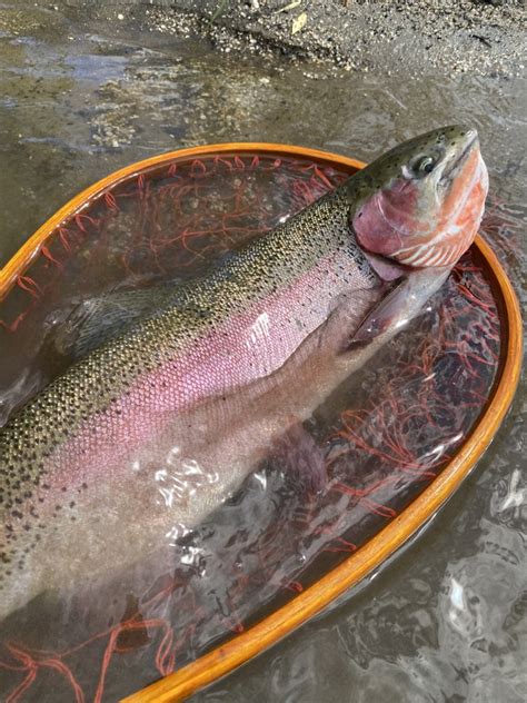 北海道の尻別川でニジマスを釣る初夏 ルアーフィッシング Bigtrout Fishing Hokkaido