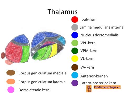 Hypofyse Hypothalamus En Thalamus Kinderneurologie