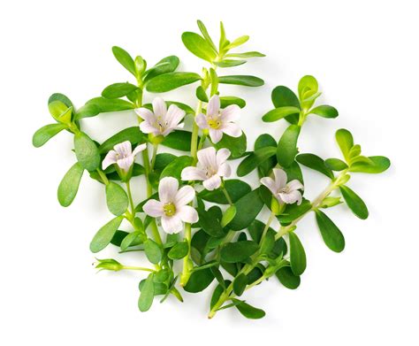 Bacopa Monnieri | An Amazing Ayurvedic Adaptogen | Cognance vs ...