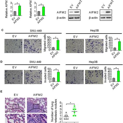 Forced Expression Of AIFM2 Promoted Metastasis Of HCC Cells In Vitro