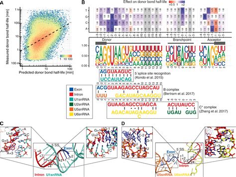 Global Donor And Acceptor Splicing Site Kinetics In Human Cells Elife