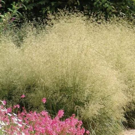 Deschampsia Cespitosa Goldtau Golden Dew Tufted Hair Gr Siteone