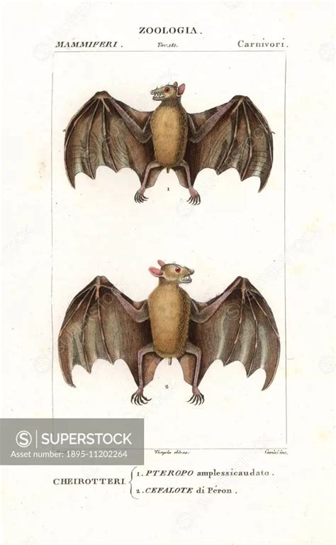 Geoffroy S Rousette Bat Rousettus Amplexicaudatus And Western Naked