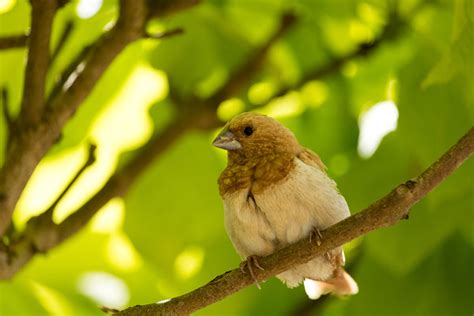 Keeping Pet Finches Finches And Canaries Guide Omlet Us