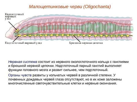 Тема: Тип Кольчатые черви (Annelida) Задачи: изучить характеристику