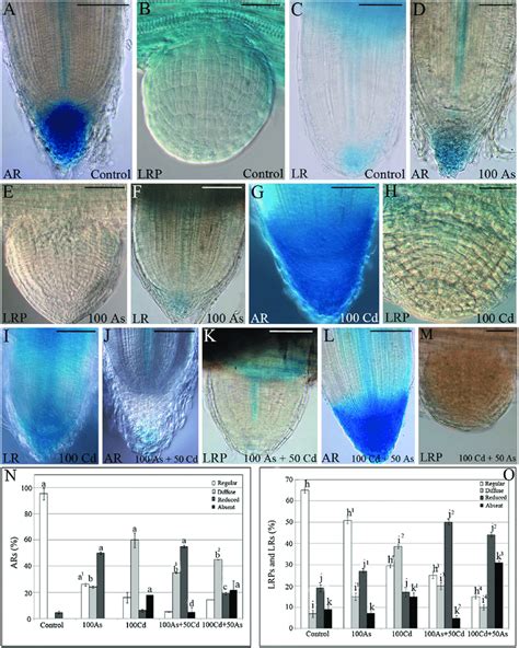 Expression Pattern Of Dr5gus In Adventitious Roots Ars Lateral Root