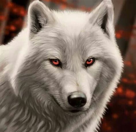 𝐅𝐚𝐭𝐞𝐝 𝐓𝐚𝐞𝐤𝐨𝐨𝐤 Introduction Wolf With Red Eyes Wolf Eyes Wolf