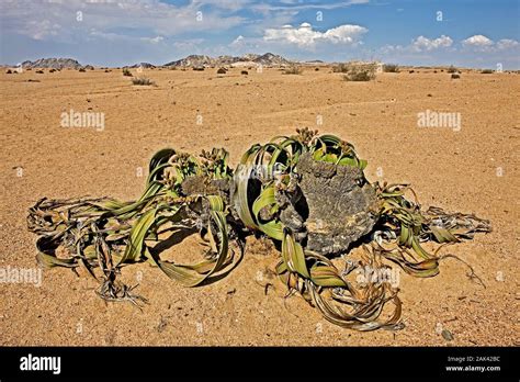 Welwitschia Welwitschia Mirabilis Namib Desert In Namibia Stock Photo