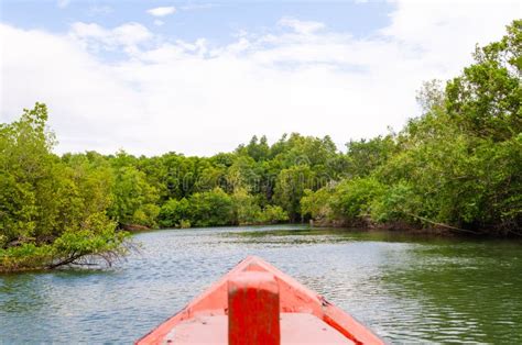 Take A Scenic Avicennia Alba Forest Boat Ride At Mangrove Forest In