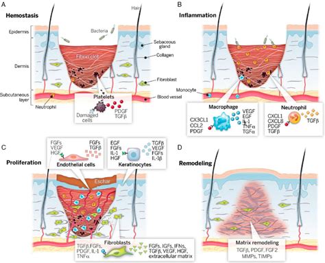 Four Stages In Wound Healing Reproduced With Permission 100