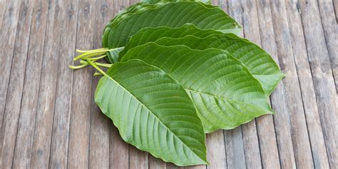 Kratom Vs Kra Thum A Kra Thom Kratomit Cz