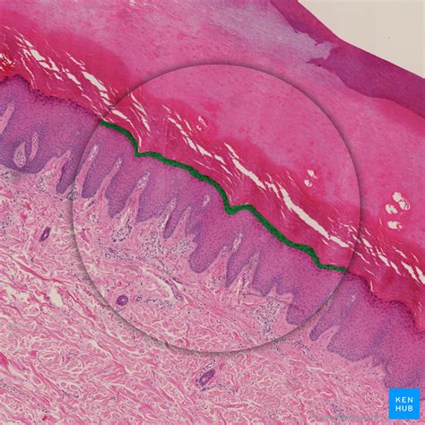 Skin Cells Layers And Histological Features Kenhub