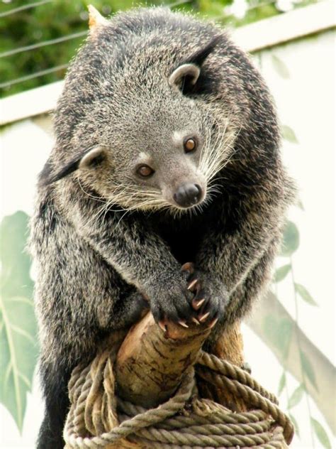 Кошачий Медведь Фото — Фото Картинки