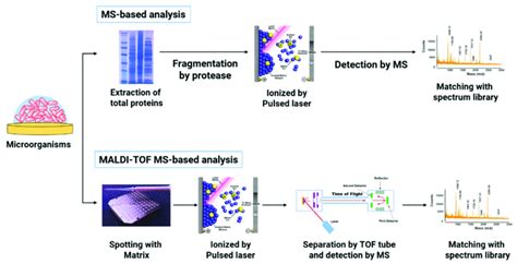 Schematic Representation Of Ms And Maldi Tof Ms Operation For