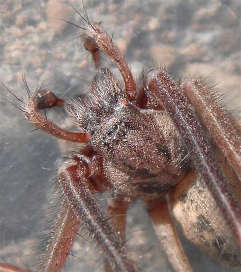 Giant House Spider Eratigena Duellica Bugguidenet