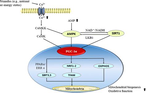 A Proposed Model Of Mitochondrial Biogenesis In Response To A Stimulus