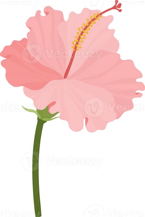 Pink Hibiscus Flower Hand Drawn Illustration 10173973 Png