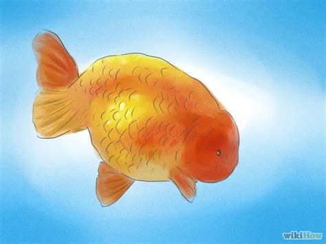 Male Goldfish And Female Goldfish Differences