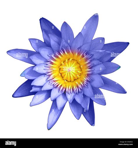 blue lotus flower isolated on white background Stock Photo - Alamy