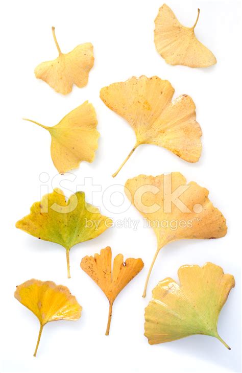 Ginkgo Leaves Isolated On White With Clipping Path Stock Photo ...