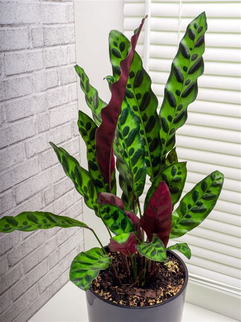 Calathea Zo Verzorg Je Deze Kunstzinnige Kamerplant Libelle