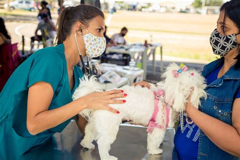 Mutir O Castra Mais De Animais Em Tr S Dias De Evento Em S O