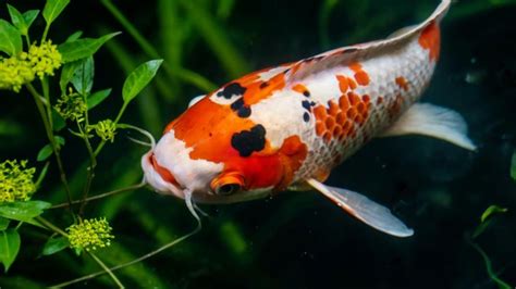 Do Koi Eat Pond Plants Exploring The Feeding Habits Of Koi In Garden Ponds