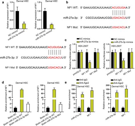 NF1 Serves As The Direct Target Of Both MiR 27a 3p And MiR 27b 3p A