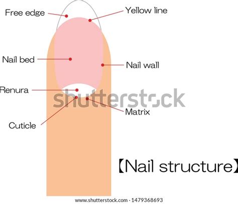 Nail Structure Diagram Vector Illustration Stock Vector Royalty Free