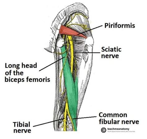 Nerves Of The Lower Limb Teachmeanatomy