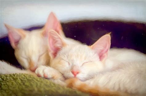 Cute Kittens Sleeping stock image. Image of adorable - 238010821