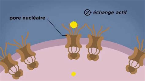 Mooc C T Cours Les Pores Nucl Aires Youtube