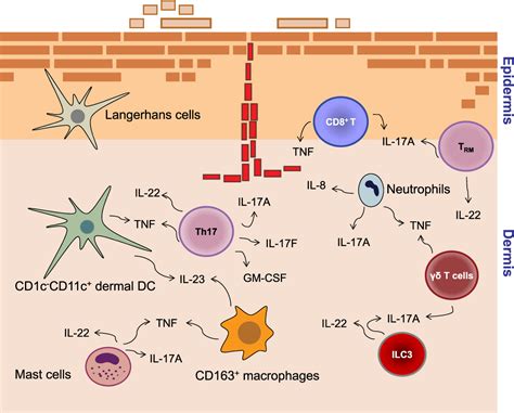 Open Peer Review Recent Advances In Understanding Psoriasis Version 1 Referees 2 Approved