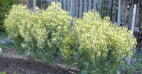 Broccoli Flower Bloom