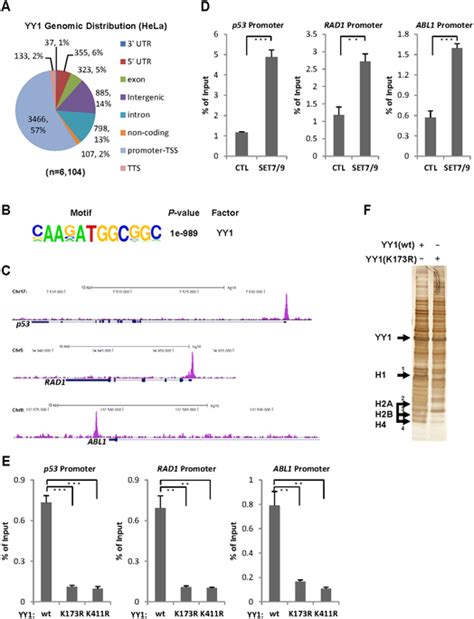 Set Mediated Yy Methylation Regulates Yy Genomic Association