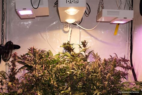 Grow Lights Par Ppfd Wattage And Dli Dutch Passion Uk