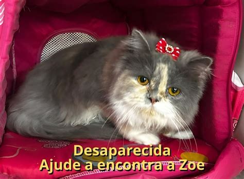 Gatinha Desaparecida Ajude A Encontrar A Zoe Floresta Not Cias