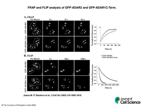 Frap And Flip Analysis Of Gfp Adar2 And Gfp Adar1c Term Ppt Download