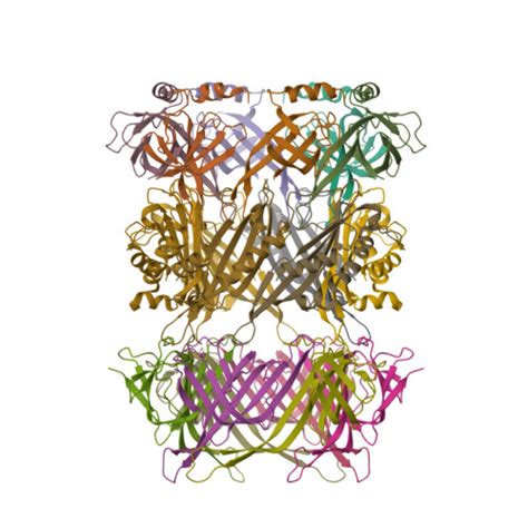 RCSB PDB 8GTF Cryo EM Model Of The Marine Siphophage VB DshS R4C