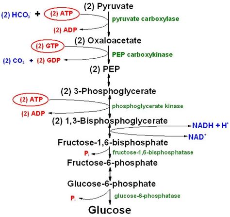 Bioquímica Gluconeogénesis