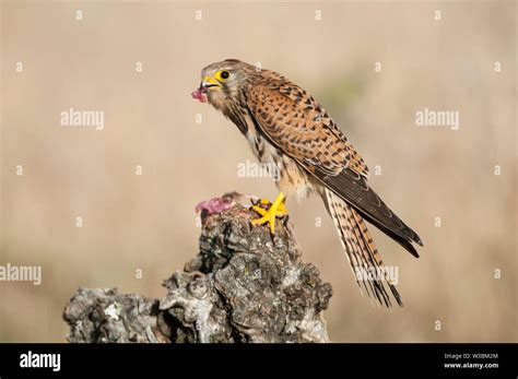 Common Kestrel Eating A Mouse Falco Tinnunculus In Natural Habitat