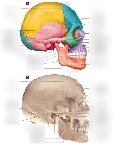 Bio Lab Right Lateral View Of The Skull Diagram Quizlet