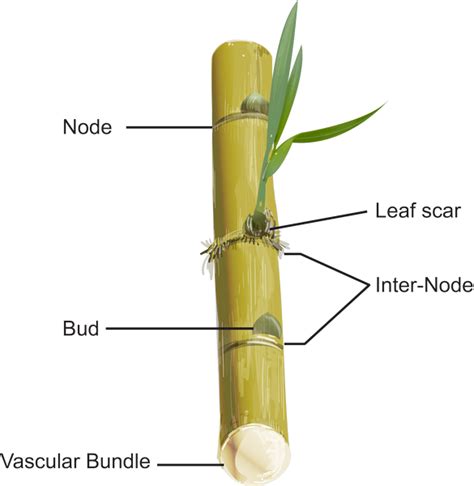 How To Pick The Right Sugarcane For Juicing Great City Sugarcane Supplier