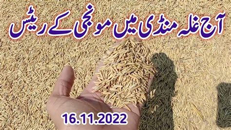 Today Monji Price In Pakistan Galla Mundi Rate 1509 1121 Kainaat Rice