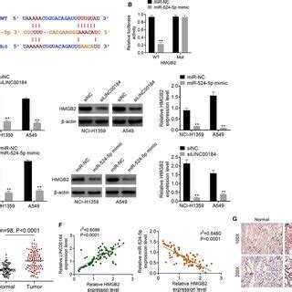 Linc Mir P Directly Targeted Hmgb In Nsclc A The Target