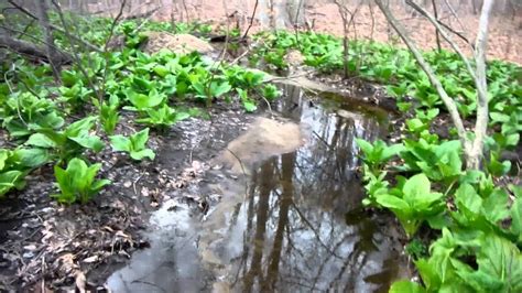 Late April 2014 Caleb Smith State Park Youtube