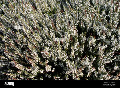 Heather Calluna Vulgaris Melanie Stock Photo Alamy