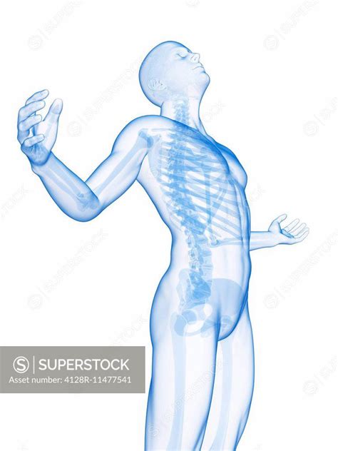 Human Skeletal System Computer Artwork Superstock