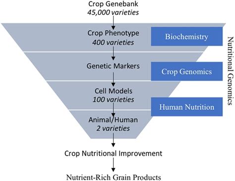 Nutritional Genomics Connecting Crop Improvement To Human Health